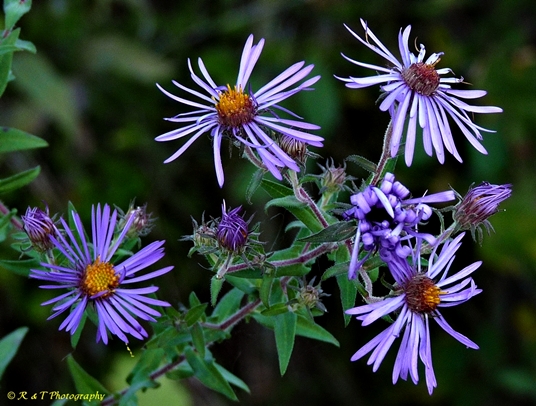 {Symphyotrichum novae-angliae}